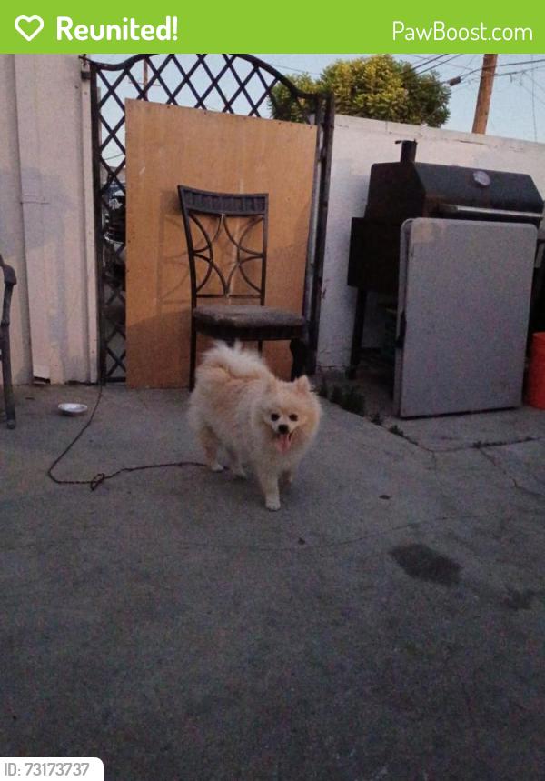Reunited Unknown Dog last seen Compton, Compton, CA 90220