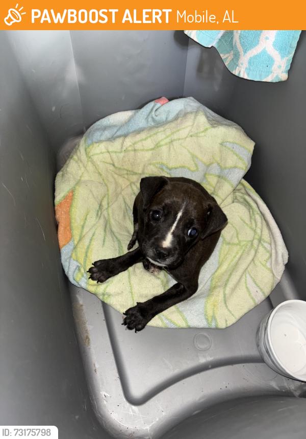 Found/Stray Male Dog last seen Pleasant Valley Road & Fairmont St, Mobile, AL 36606