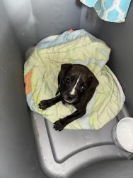 Found/Stray Male Dog last seen Pleasant Valley Road & Fairmont St, Mobile, AL 36606