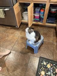 Reunited Female Cat last seen Downbrook Drive & Remuda & High Meadow, Frisco, TX 75034