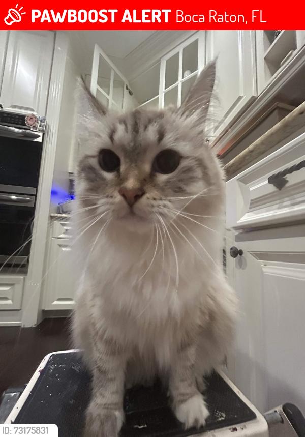 Lost Female Cat last seen The Shores Neighborhood, Boca Raton, FL 33498