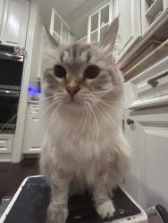 Lost Female Cat last seen The Shores Neighborhood, Boca Raton, FL 33498