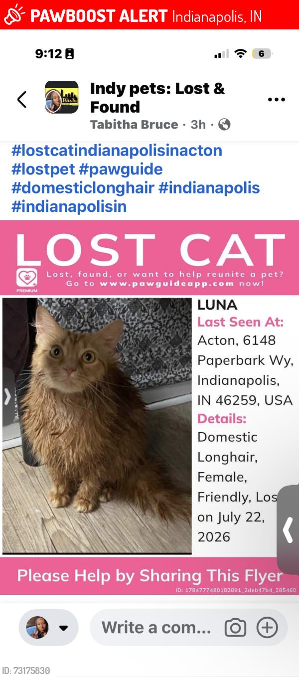 Lost Female Cat last seen Edgewood & Hickory Rd, Indianapolis, IN 46259