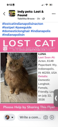 Lost Female Cat last seen Edgewood & Hickory Rd, Indianapolis, IN 46259