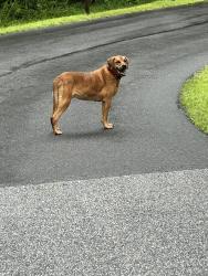 Found/Stray Male Dog last seen On back roads of Summit Springs drive, Henderson County, NC 28731