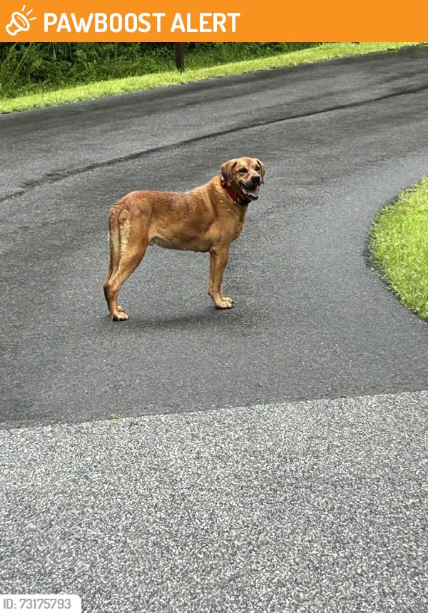 Found/Stray Male Dog last seen On back roads of Summit Springs drive, Henderson County, NC 28731