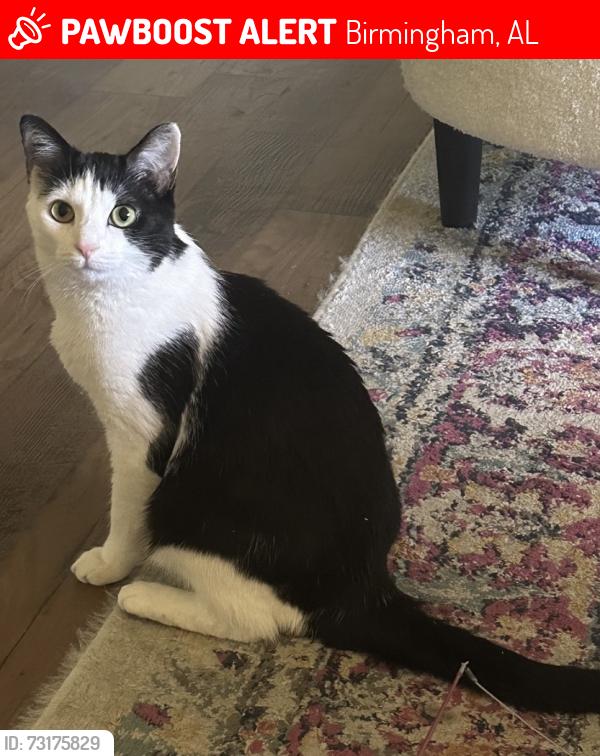 Lost Female Cat last seen Trails at Cahaba River apmt complex, Birmingham, AL 35242