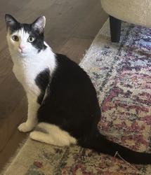 Lost Female Cat last seen Trails at Cahaba River apmt complex, Birmingham, AL 35242