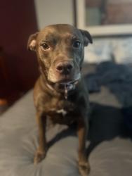 Lost Female Dog last seen Goodfellow ave natural bridge, St. Louis, MO 63120