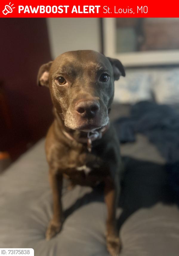 Lost Female Dog last seen Goodfellow ave natural bridge, St. Louis, MO 63120