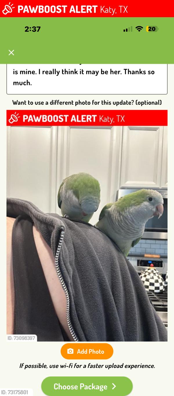 Lost Female Bird last seen Marisol Subdivision 77493 Katy Hockley Cut Off Rd, Katy, TX 77493