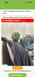 Lost Female Bird last seen Marisol Subdivision 77493 Katy Hockley Cut Off Rd, Katy, TX 77493