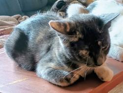 Lost Female Cat last seen Eldorado Dr/Jerri Jo/Strummer, North Richland Hills, TX 76180