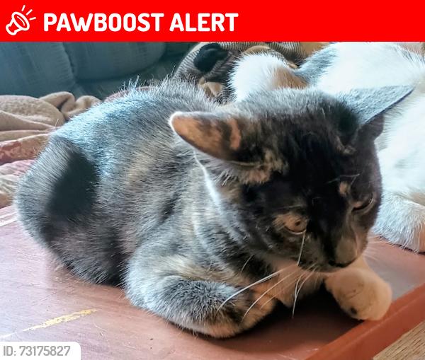 Lost Female Cat last seen Eldorado Dr/Jerri Jo/Strummer, North Richland Hills, TX 76180