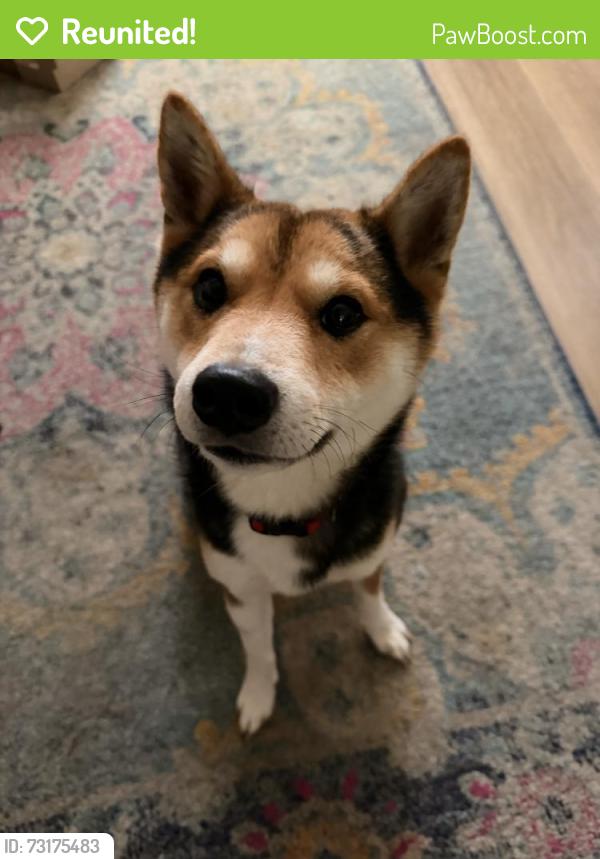 Reunited Male Dog last seen Magazine st, Vallejo, CA 94591