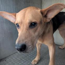 Shelter Stray Male Dog last seen , 980 Guilford College Rd, Greensboro, NC 27409, USA