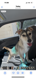 Reunited Unknown Dog last seen Jola Circle/Detroit blvd, Sacramento, CA 95832