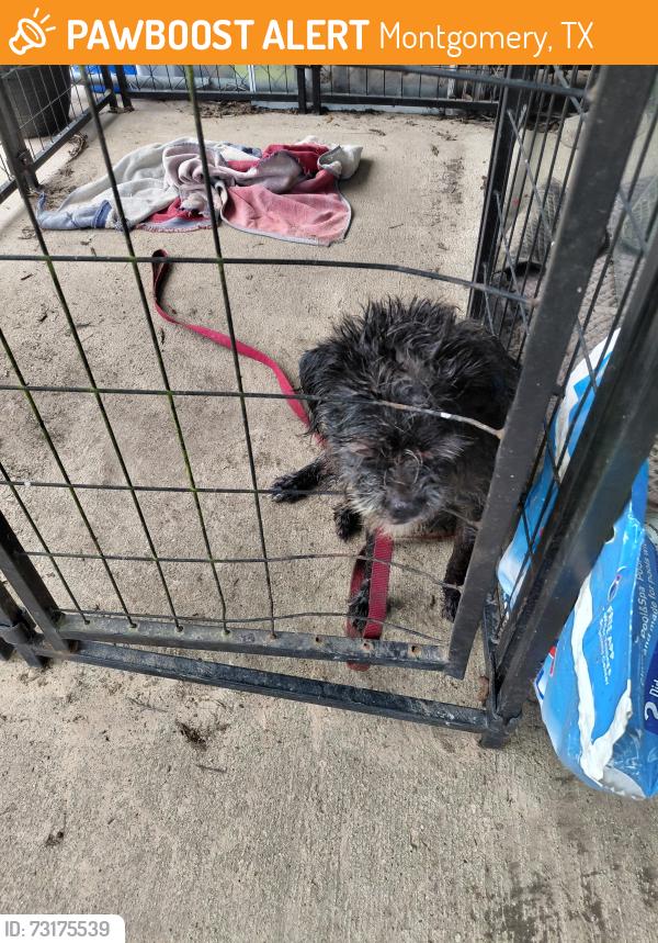Found/Stray Male Dog last seen Near mock lane, Montgomery, TX 77356