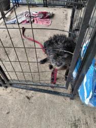 Found/Stray Male Dog last seen Near mock lane, Montgomery, TX 77356