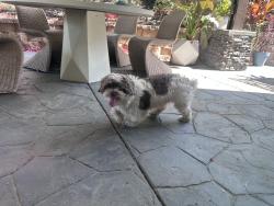 Found/Stray Male Dog last seen Seasalt and Allspice Lane, Fontana, CA 92335