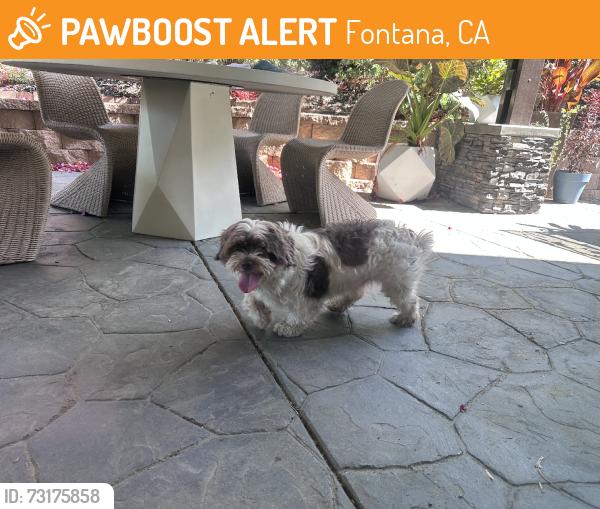 Found/Stray Male Dog last seen Seasalt and Allspice Lane, Fontana, CA 92335