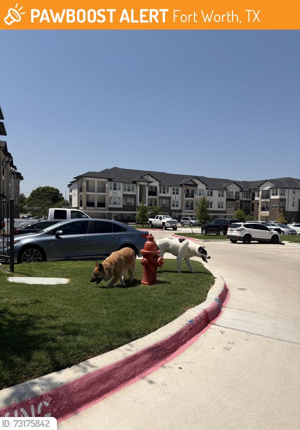 Found/Stray Unknown Dog last seen Near Academy Blvd Fort Worth, TX 76108 United States, Fort Worth, TX 76108