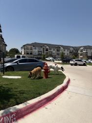 Found/Stray Unknown Dog last seen Near Academy Blvd Fort Worth, TX 76108 United States, Fort Worth, TX 76108