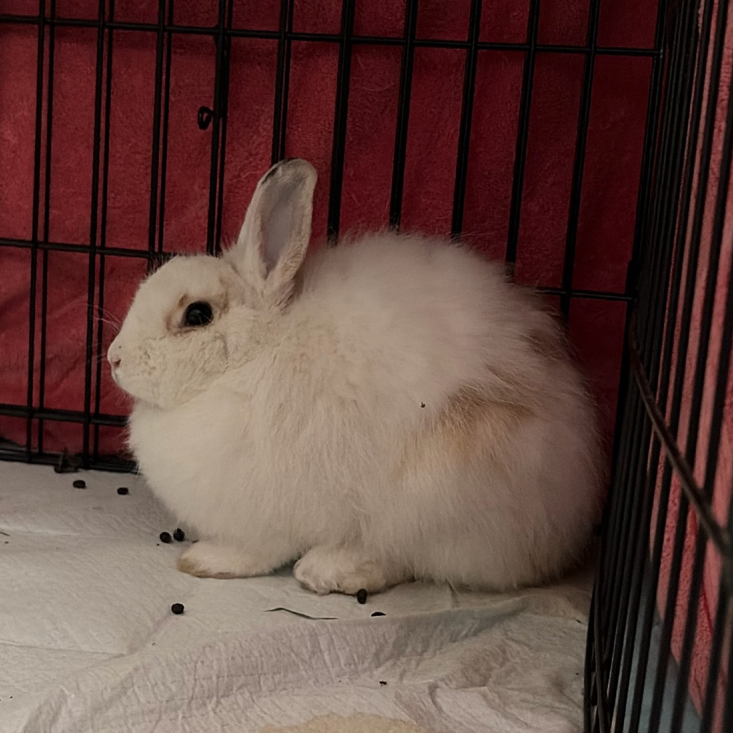Shelter Stray Female Rabbit last seen , 361 S Raymond Ave, Pasadena, CA 91105, USA