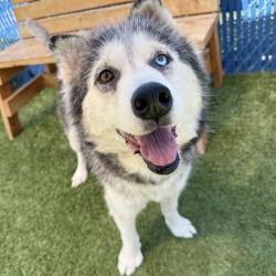 Shelter Stray Female Dog last seen , 12910 Yukon Ave, Hawthorne, CA 90250, USA