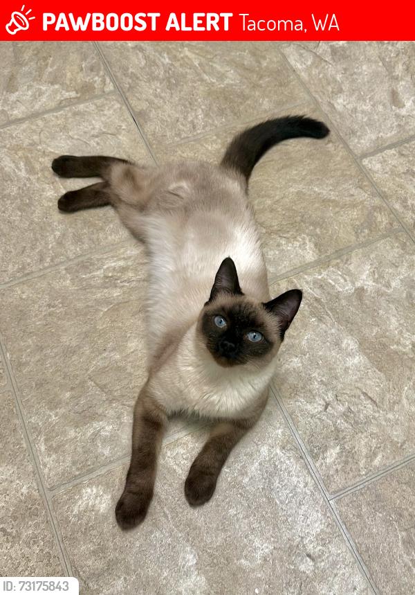 Lost Female Cat last seen N 5th and J street Tacoma wa 98403, Tacoma, WA 98403