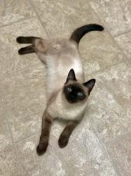 Lost Female Cat last seen N 5th and J street Tacoma wa 98403, Tacoma, WA 98403
