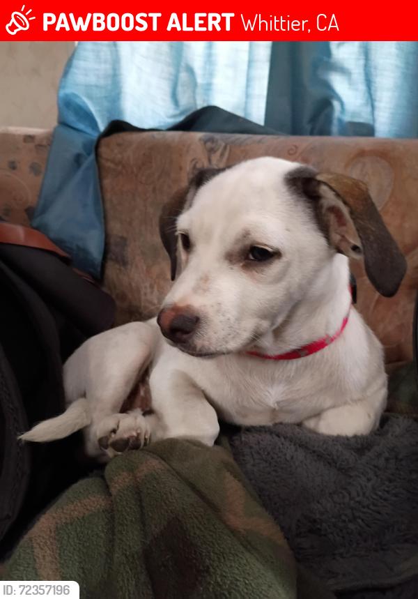 Lost Male Dog last seen Haster and lamspon, Whittier, CA 90601