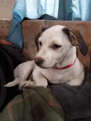 Lost Male Dog last seen Haster and lamspon, Whittier, CA 90601