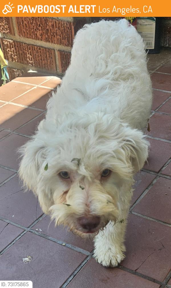 Found/Stray Unknown Dog last seen Vermont & 78th St, Los Angeles, CA 90044