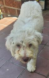 Found/Stray Unknown Dog last seen Vermont & 78th St, Los Angeles, CA 90044