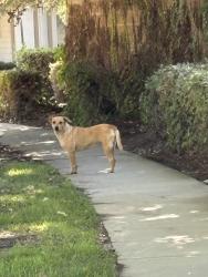Found/Stray Unknown Dog last seen School & Shirk, Tulare County, CA 93291