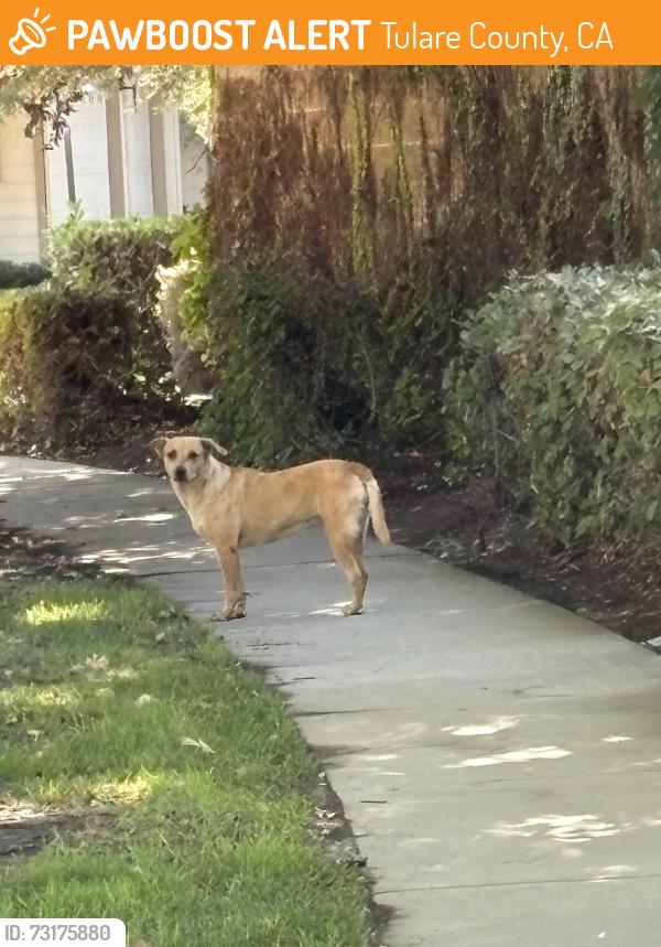 Found/Stray Unknown Dog last seen School & Shirk, Tulare County, CA 93291