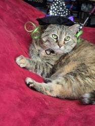 Lost Female Cat last seen Deer path, Manitou Avenue, Manitou Springs, CO 80829