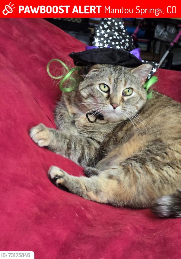 Lost Female Cat last seen Deer path, Manitou Avenue, Manitou Springs, CO 80829