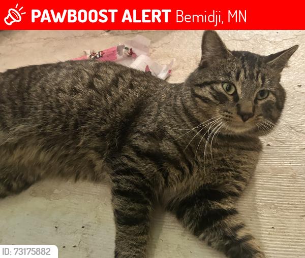 Lost Male Cat last seen Gulf course power dam rd ne, Bemidji, MN 56601