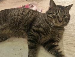 Lost Male Cat last seen Gulf course power dam rd ne, Bemidji, MN 56601