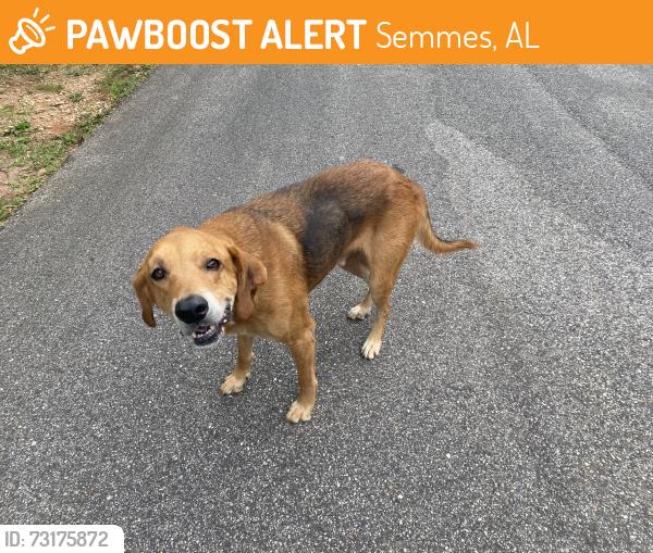 Found/Stray Male Dog last seen Ponderosa and Hickory Hill, Semmes, AL 36575