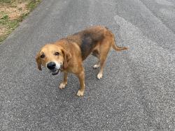 Found/Stray Male Dog last seen Ponderosa and Hickory Hill, Semmes, AL 36575