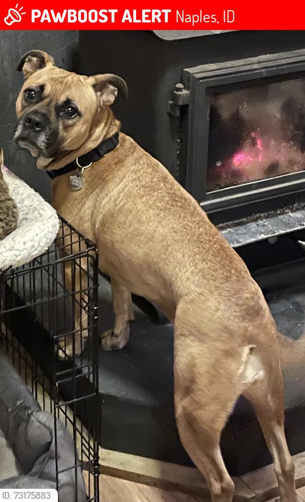 Lost Female Dog last seen Was seen next to the Naples mill, Naples, ID 83847