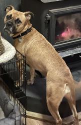 Lost Female Dog last seen Was seen next to the Naples mill, Naples, ID 83847