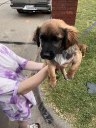 Lost Female Dog last seen Dollar tree, Fort Worth, TX 76103