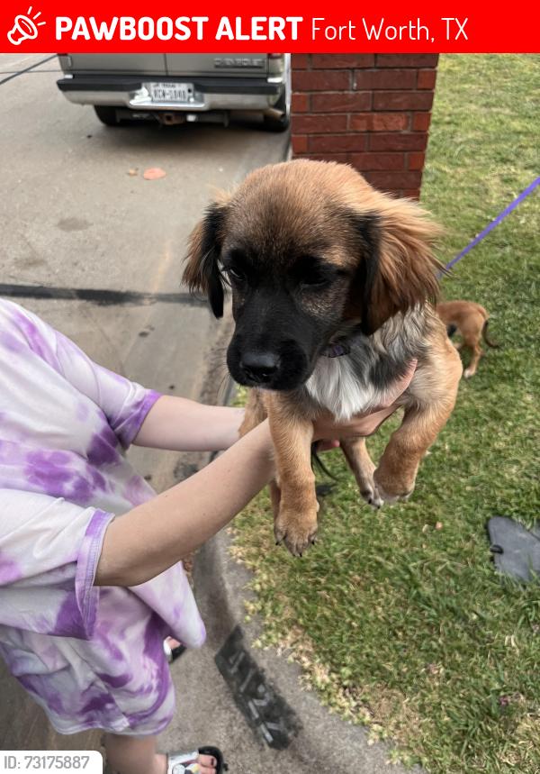 Lost Female Dog last seen Dollar tree, Fort Worth, TX 76103