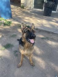 Reunited Female Dog last seen Flowing Wells, AZ, USA, Flowing Wells, AZ 85705
