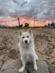 Lost Female Dog last seen Del mar and 6th, Aurora, CO 80010
