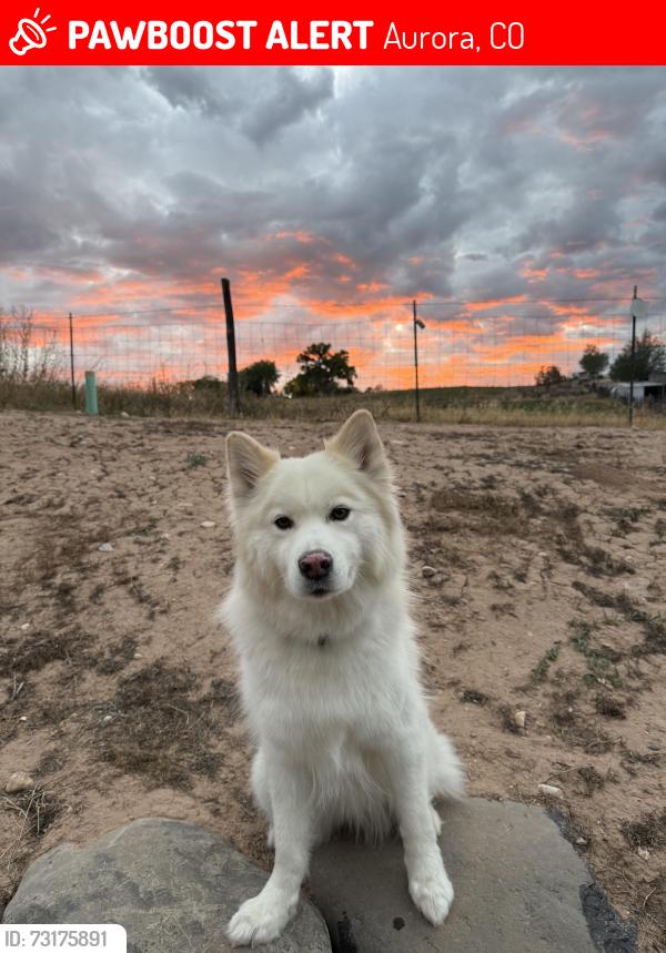 Lost Female Dog last seen Del mar and 6th, Aurora, CO 80010